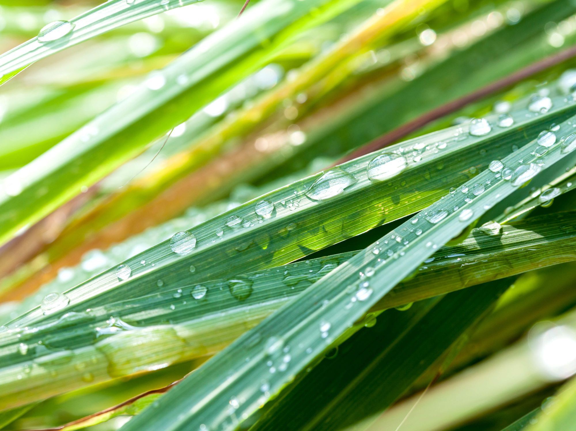 Bison grass, citronella, this not only is a word game